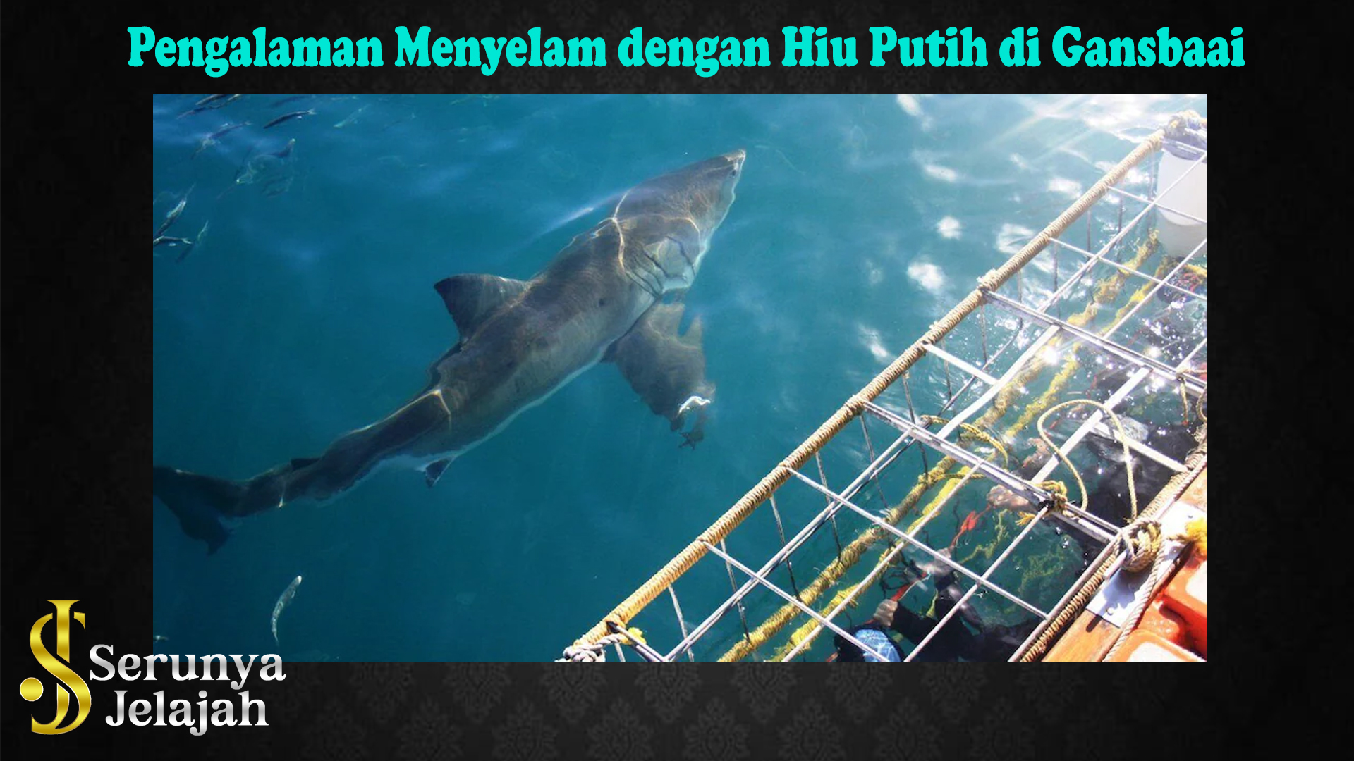 Pengalaman Menyelam dengan Hiu Putih di Gansbaai